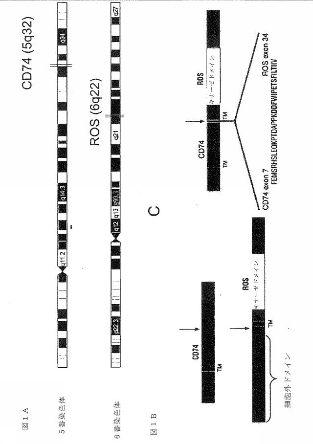2019176862-ヒト非小細胞肺癌における転座および変異ＲＯＳキナーゼ 図000003