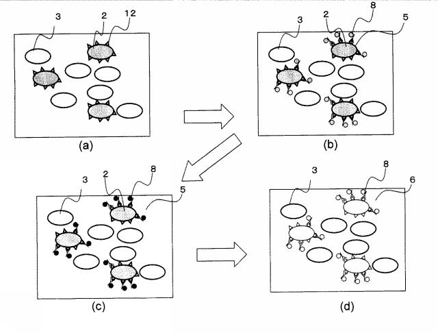 2016026471-細胞識別分離方法および細胞識別分離装置 図000004