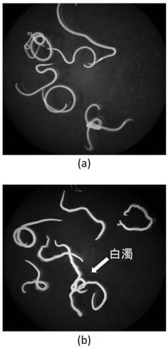 2020018296-寄生虫殺虫方法及び寄生虫殺虫システム 図000004