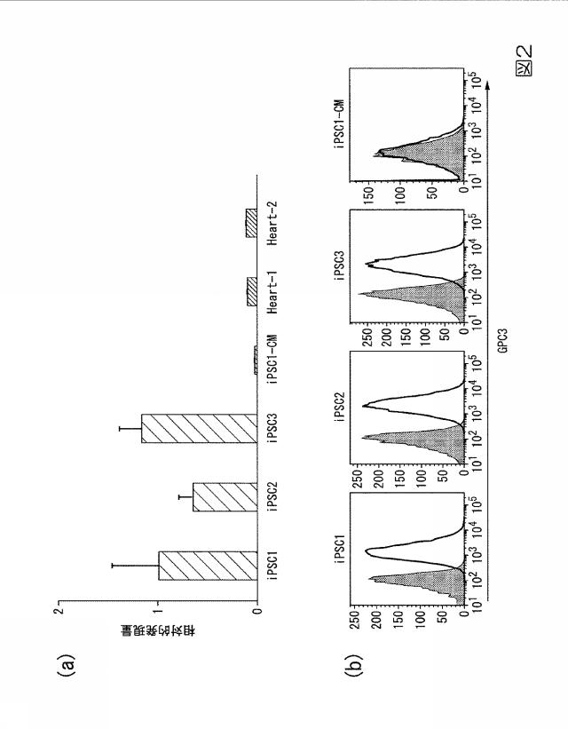 2018093823-未分化幹細胞除去剤及び未分化幹細胞除去方法 図000005