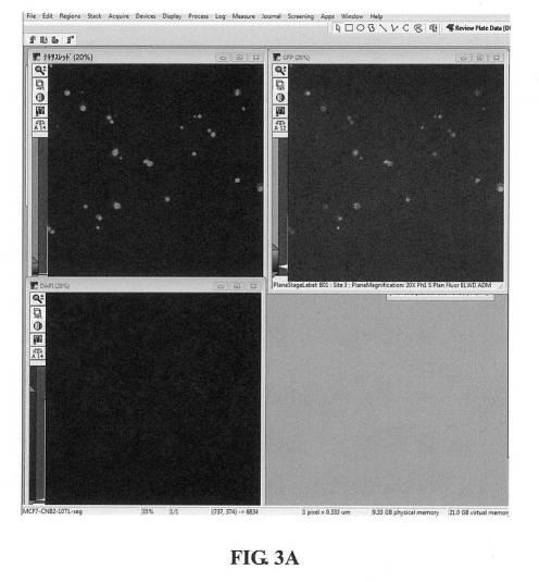 2019103508-癌細胞のハイスループットスクリーニングのためのシステムおよび方法 図000005