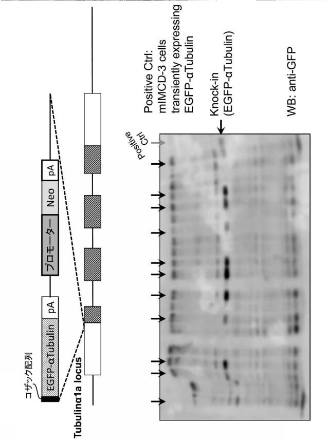 2021193982-標識化解析対象タンパク質の安定発現細胞株、その製造方法及びそれを製造するためのキット 図000005