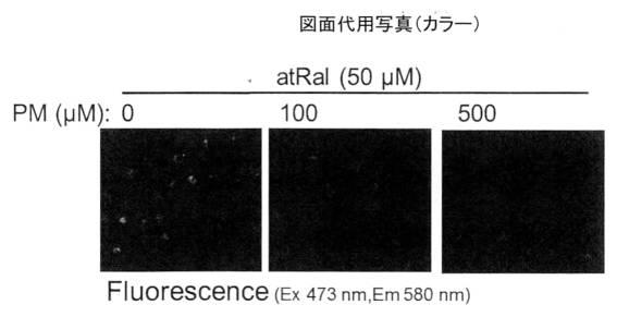 2016160263-加齢黄斑変性症予防薬 図000006