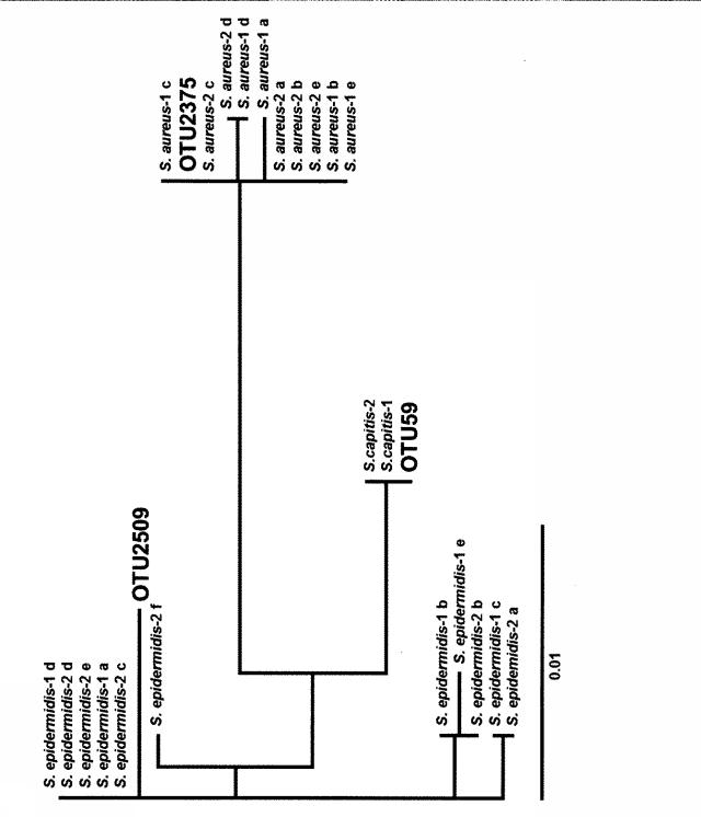 2016220634-フケ症の評価方法 図000006