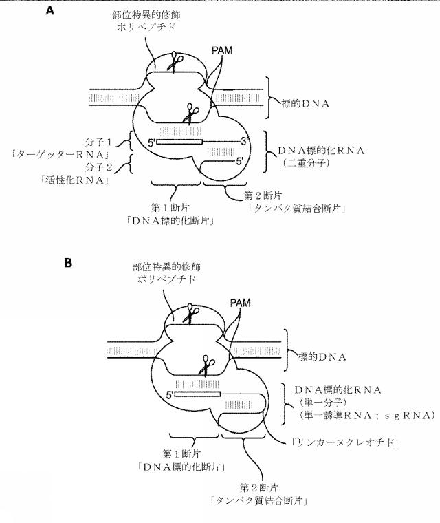 2018138054-ＲＮＡ依存性標的ＤＮＡ修飾およびＲＮＡ依存性転写調節のための方法および組成物 図000006