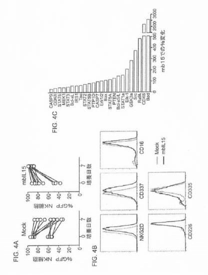 2020141677-改変ナチュラルキラー細胞及びその使用 図000006