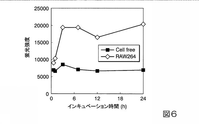 2015151349-蛍光標識用プローブ 図000007