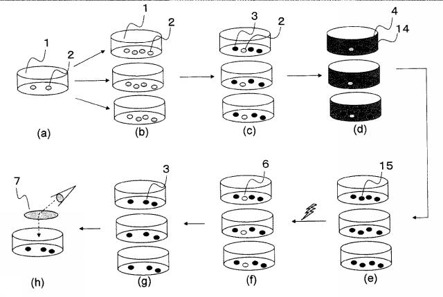 2016026471-細胞識別分離方法および細胞識別分離装置 図000007