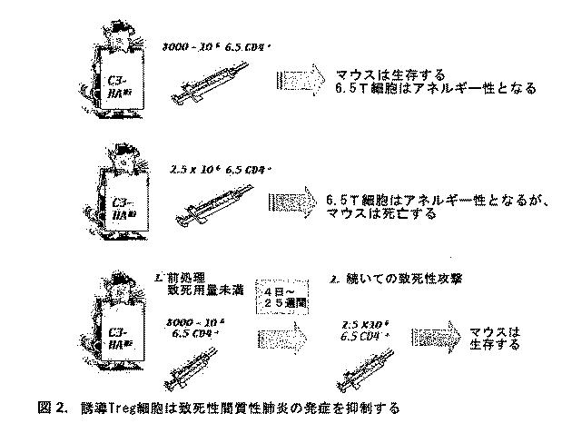 2016183163-抗体、アゴニストおよびアンタゴニストを用いてニューリチン遺伝子をターゲティングすることによる調節性Ｔ細胞およびＤＣの機能の操作 図000007