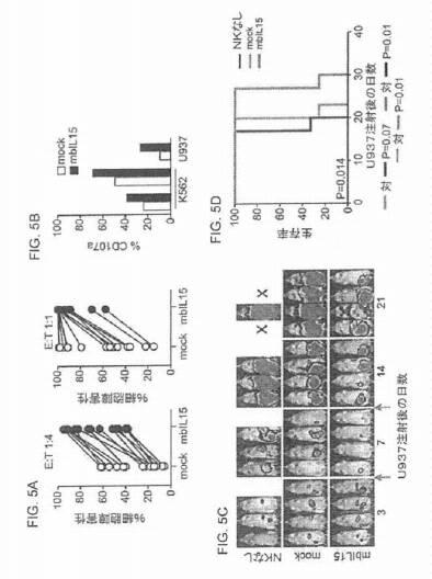 2020141677-改変ナチュラルキラー細胞及びその使用 図000007