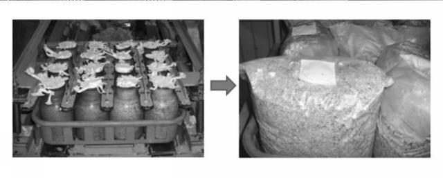 2021083362-タモギタケ子実体の生産方法、タモギタケ子実体におけるエルゴチオネイン濃度の向上方法およびエルゴチオネイン含有組成物の製造方法 図000007