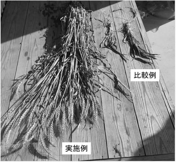 2021153457-植物の特性を増強する方法 図000007