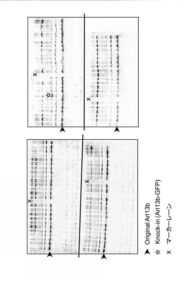 2021193982-標識化解析対象タンパク質の安定発現細胞株、その製造方法及びそれを製造するためのキット 図000007