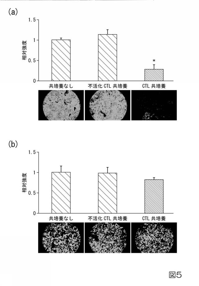 2018093823-未分化幹細胞除去剤及び未分化幹細胞除去方法 図000008