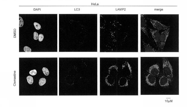 2019094304-オートファジー誘導剤 図000008