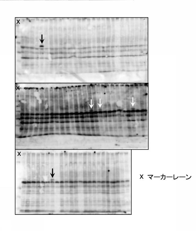 2021193982-標識化解析対象タンパク質の安定発現細胞株、その製造方法及びそれを製造するためのキット 図000008