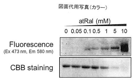 2016160263-加齢黄斑変性症予防薬 図000009