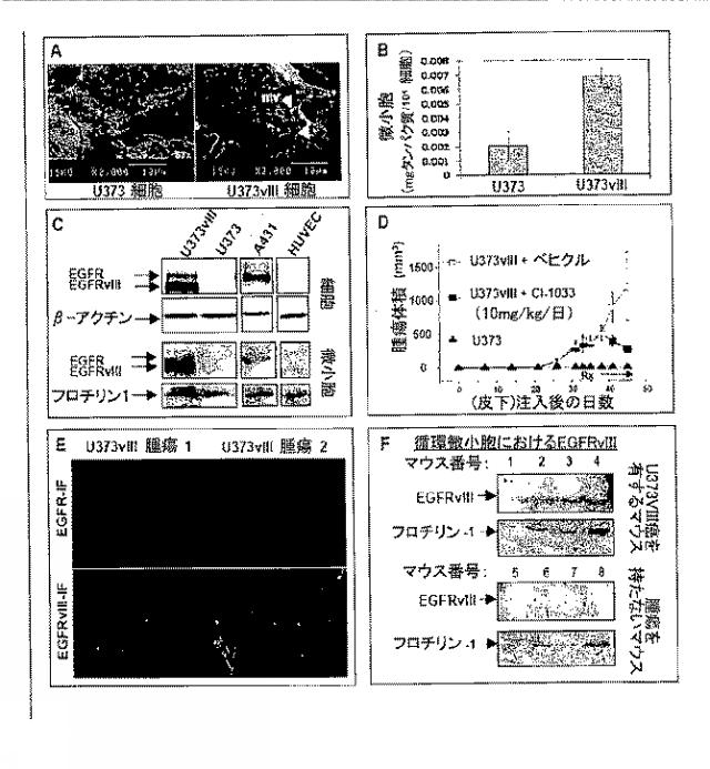 2017083451-腫瘍細胞由来微小胞 図000009