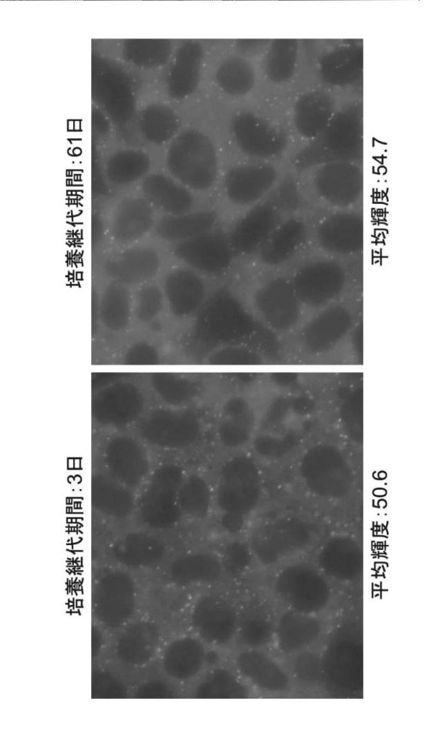 2021193982-標識化解析対象タンパク質の安定発現細胞株、その製造方法及びそれを製造するためのキット 図000009