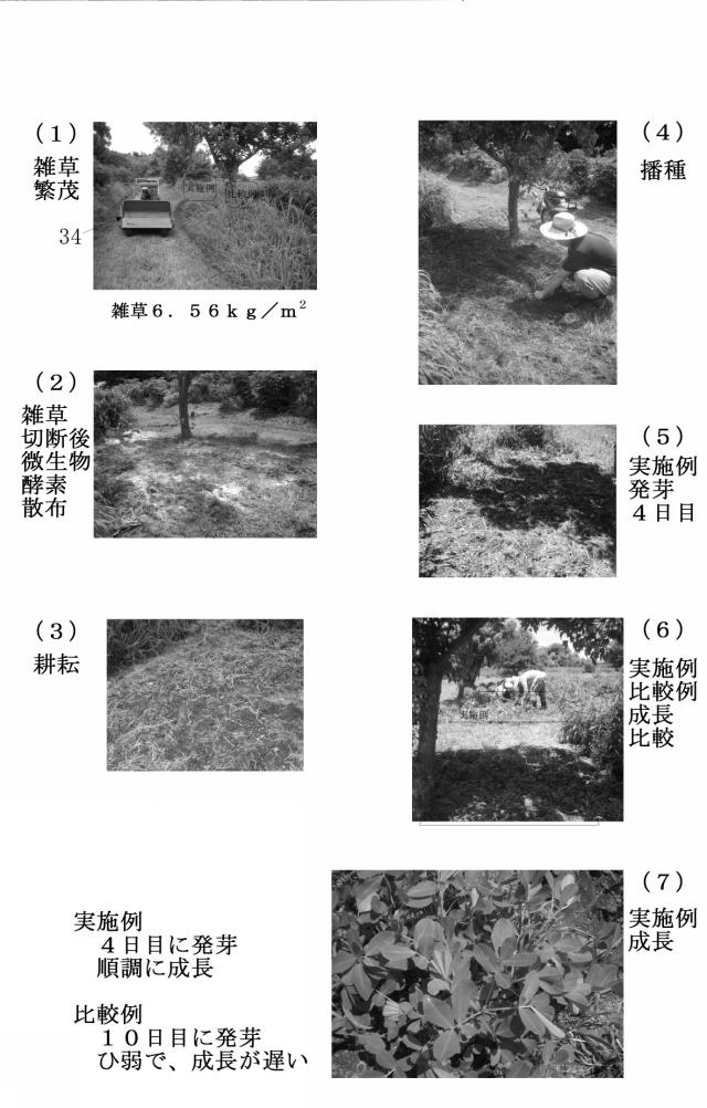 2016044088-堆肥の短期製造方法、耕作放棄地の短期農地化方法、汚染土壌の農地利用方法 図000010