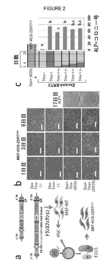 2017212985-ＺＳＣＡＮ４とＺＳＣＡＮ４依存性遺伝子を利用した体細胞の直接的な再プログラム化 図000010