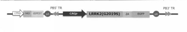 2019103471-哺乳動物細胞用遺伝子導入ベクター 図000010