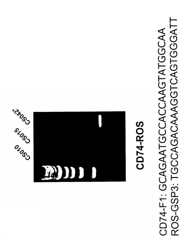 2019176862-ヒト非小細胞肺癌における転座および変異ＲＯＳキナーゼ 図000010