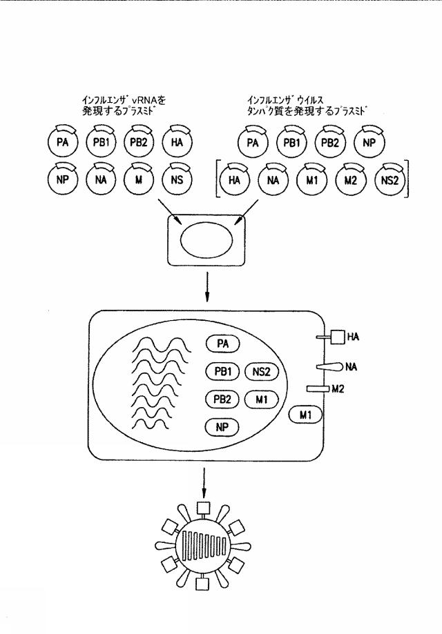 2015119735-ワクチンおよび遺伝子療法用の組換えインフルエンザウイルス 図000011