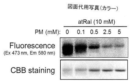 2016160263-加齢黄斑変性症予防薬 図000011