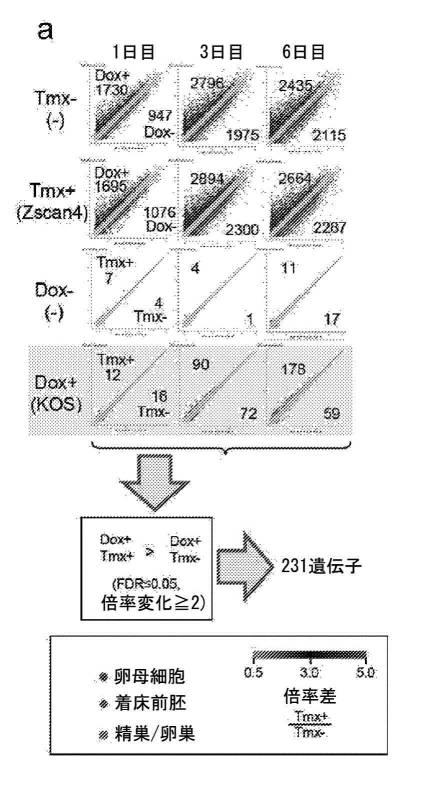 2017212985-ＺＳＣＡＮ４とＺＳＣＡＮ４依存性遺伝子を利用した体細胞の直接的な再プログラム化 図000011