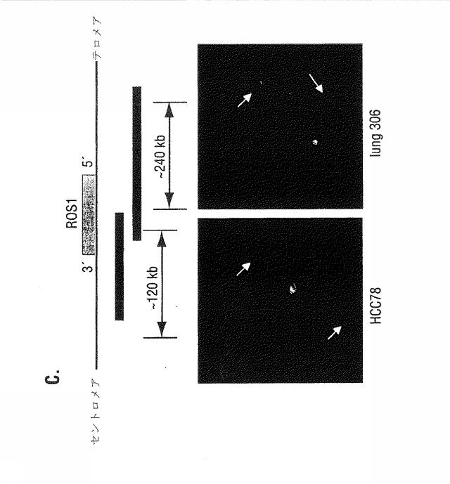 2019176862-ヒト非小細胞肺癌における転座および変異ＲＯＳキナーゼ 図000011