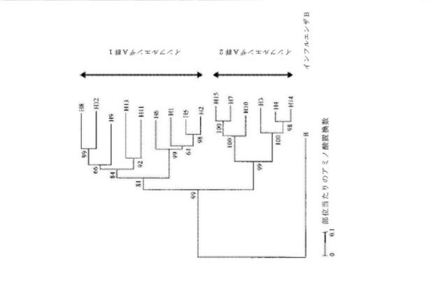 2020096618-インフルエンザ受動免疫に有用な抗体ならびにその使用のための組成物、組合せおよび方法 図000011