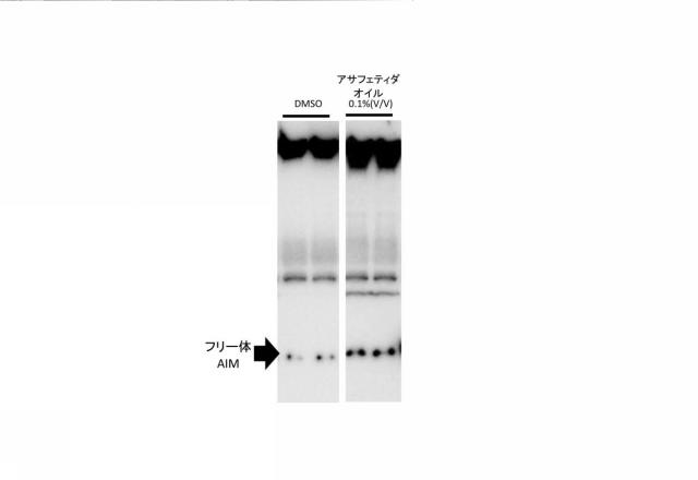 2020158437-血中フリー体ＡＩＭ増加用組成物 図000011