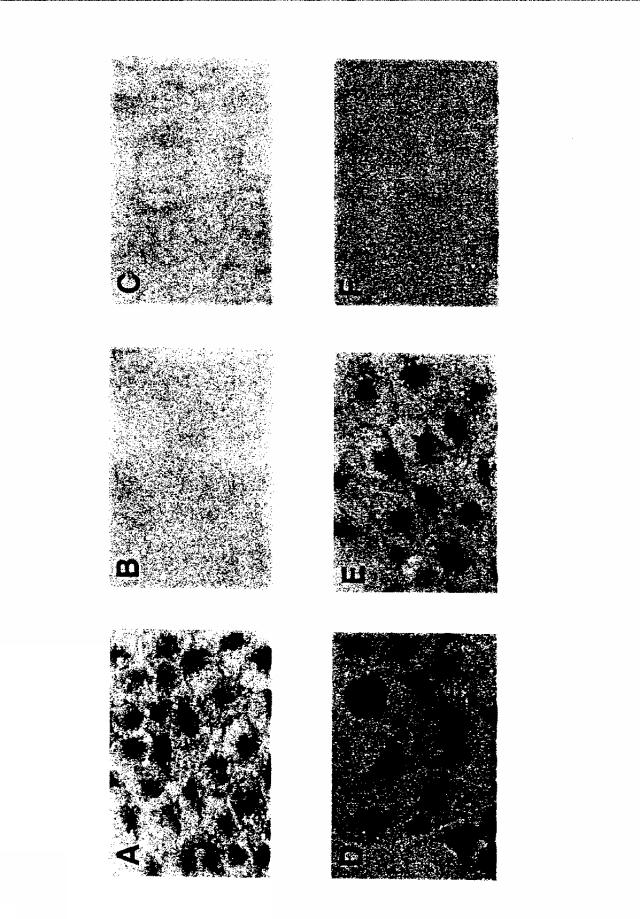 2015119735-ワクチンおよび遺伝子療法用の組換えインフルエンザウイルス 図000012