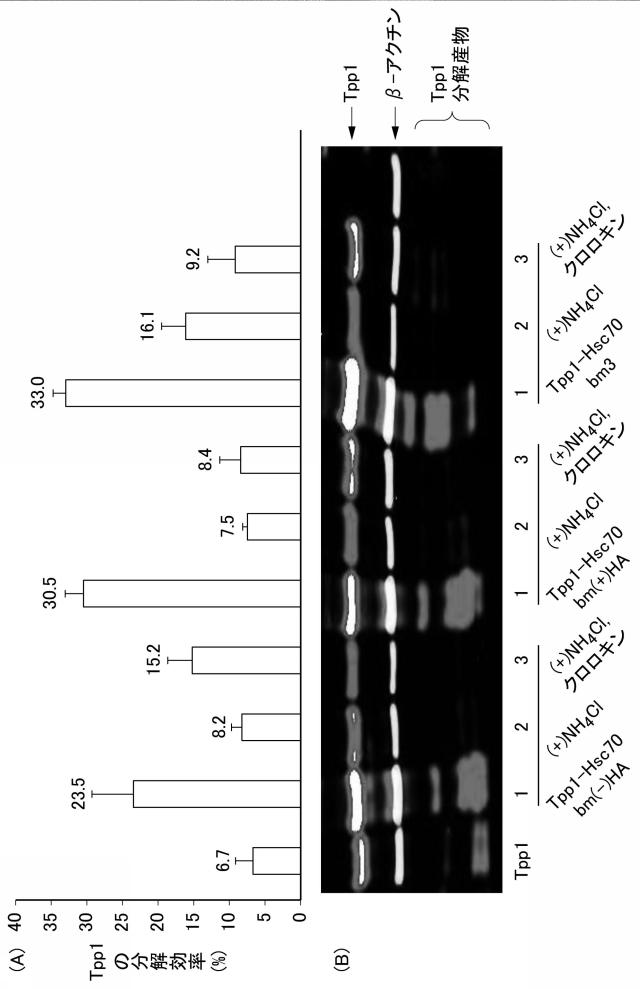 2015167527-標的タンパク質の量の低減のためのポリペプチド、単離された核酸、組み換えベクター、及び形質転換体 図000012
