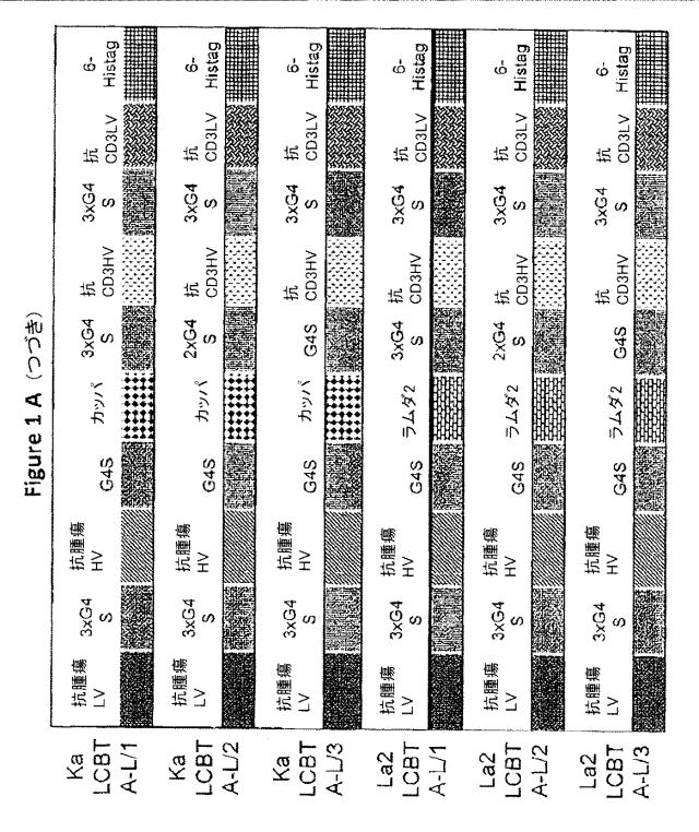 2017048196-軽鎖架橋二重特異性抗体 図000012