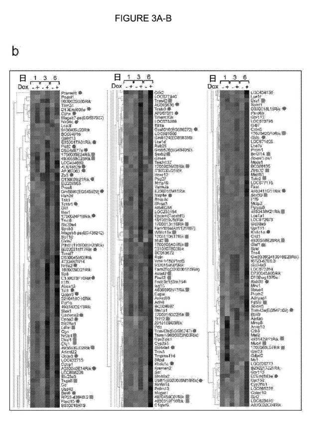 2017212985-ＺＳＣＡＮ４とＺＳＣＡＮ４依存性遺伝子を利用した体細胞の直接的な再プログラム化 図000012