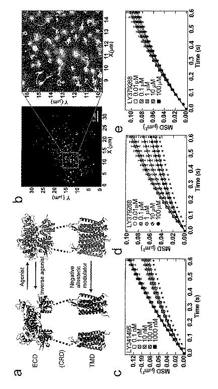 2018179946-Ｇタンパク質共役型受容体（ＧＰＣＲ）の活性評価方法 図000012