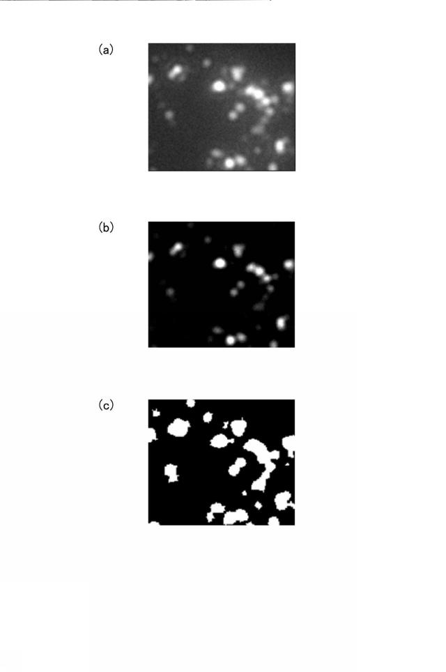 2016223931-蛍光画像の合焦システム、合焦方法および合焦プログラム 図000013