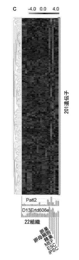 2017212985-ＺＳＣＡＮ４とＺＳＣＡＮ４依存性遺伝子を利用した体細胞の直接的な再プログラム化 図000013