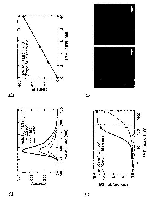 2018179946-Ｇタンパク質共役型受容体（ＧＰＣＲ）の活性評価方法 図000013