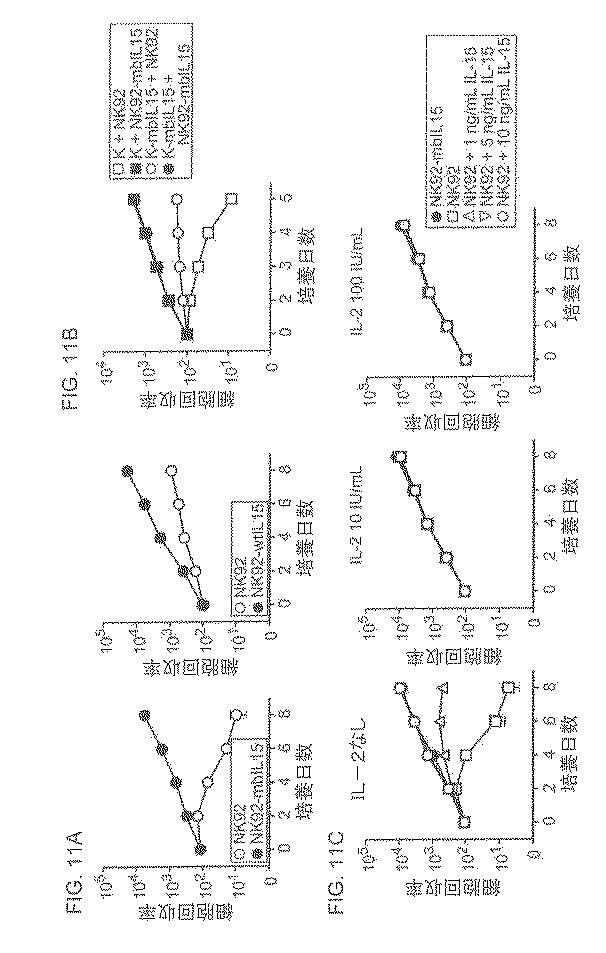 2020141677-改変ナチュラルキラー細胞及びその使用 図000013
