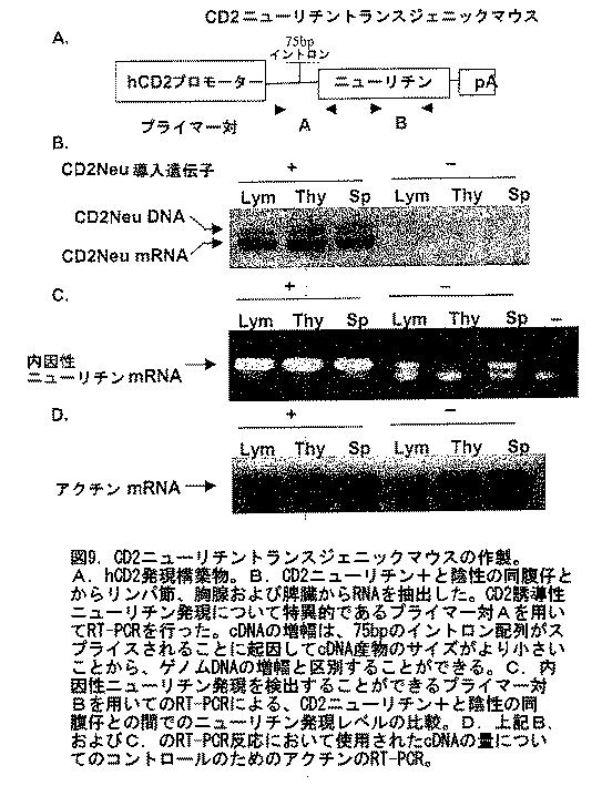 2016183163-抗体、アゴニストおよびアンタゴニストを用いてニューリチン遺伝子をターゲティングすることによる調節性Ｔ細胞およびＤＣの機能の操作 図000014