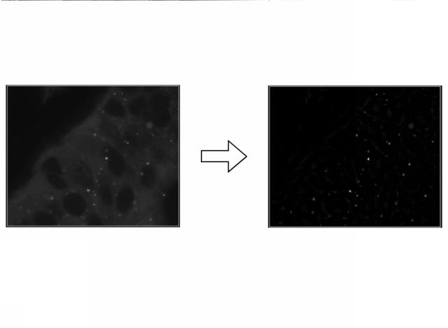 2016223931-蛍光画像の合焦システム、合焦方法および合焦プログラム 図000014