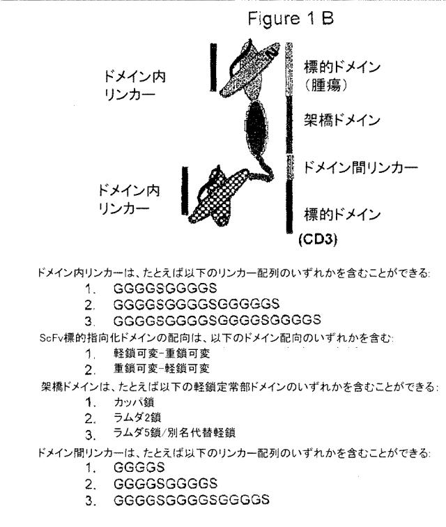 2017048196-軽鎖架橋二重特異性抗体 図000014