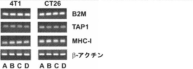 2020019802-骨髄由来抑制細胞の抑制及び免疫チェックポイント阻害の方法 図000014