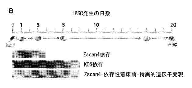 2017212985-ＺＳＣＡＮ４とＺＳＣＡＮ４依存性遺伝子を利用した体細胞の直接的な再プログラム化 図000015