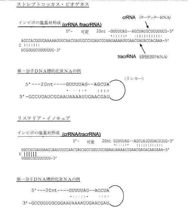 2018138054-ＲＮＡ依存性標的ＤＮＡ修飾およびＲＮＡ依存性転写調節のための方法および組成物 図000015