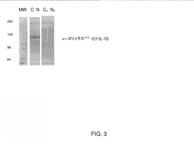 2021008468-生物活性カーゴの経口送達のためのコリックス毒素由来融合分子 図000015