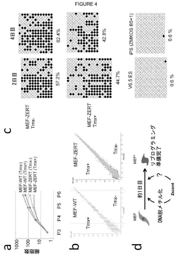 2017212985-ＺＳＣＡＮ４とＺＳＣＡＮ４依存性遺伝子を利用した体細胞の直接的な再プログラム化 図000016